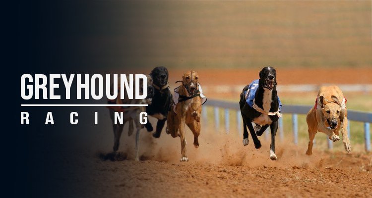 Greyhound Betting